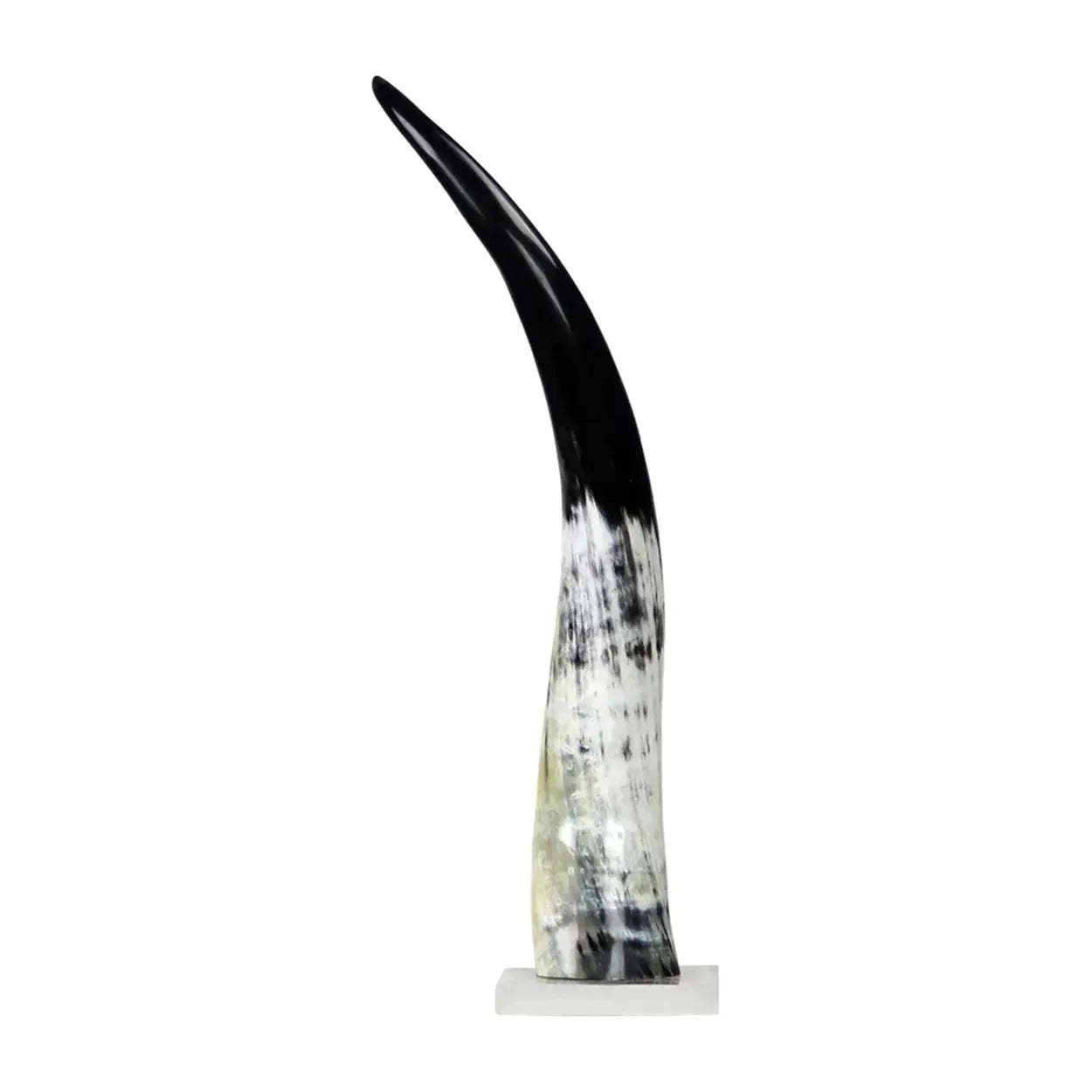 The Cow Horn on Base is a polished sculpture made from natural cow horn. It has a sleek curve, transitioning from black to marbled white and gray, ending with a light base. Mounted on a white acrylic base and available in three sizes, it exudes an elegant and modern look.