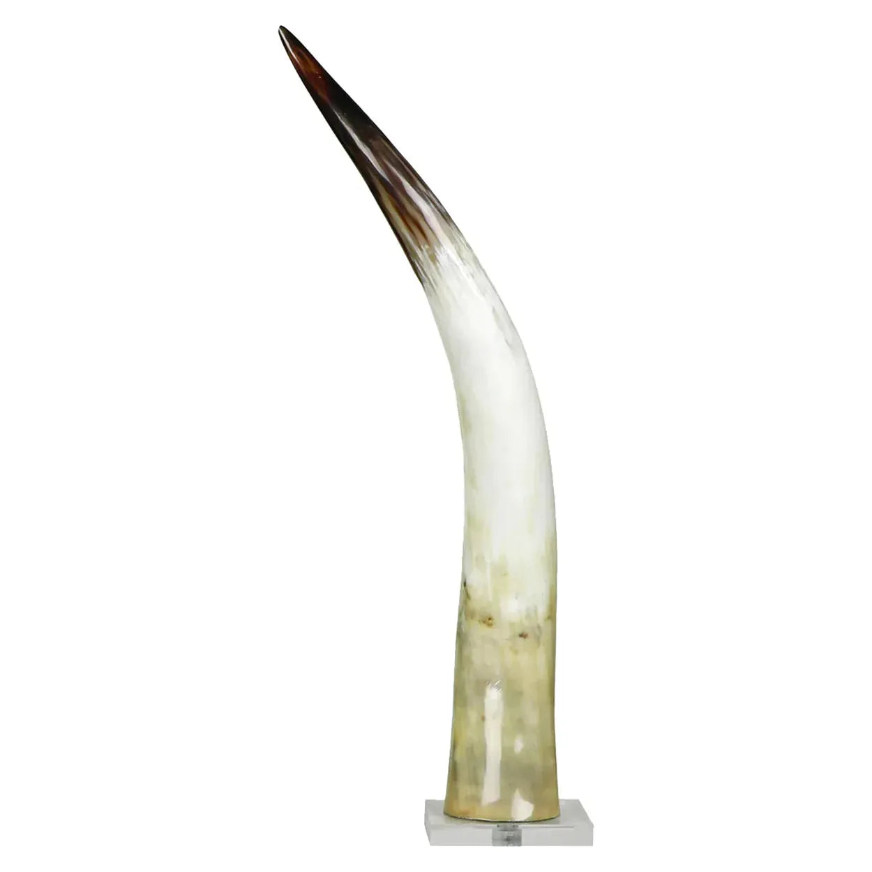 The Cow Horn on Base features a large, upright, polished natural cow horn with a smooth surface that transitions from dark brown at the tip to beige at the base. It is elegantly mounted on a minimalist square acrylic base that reflects light beautifully, highlighting its glossy texture against a plain white background and emphasizing its beauty.