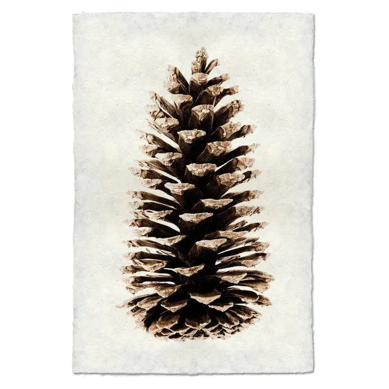 A detailed illustration of the Grand, Loblolly Pine centered on a textured, off-white background. Crafted on English Watercolor Paper, this pinecone features a symmetrical shape with layered scales that transition from dark brown at the base to lighter shades towards the top, creating a natural gradient effect.