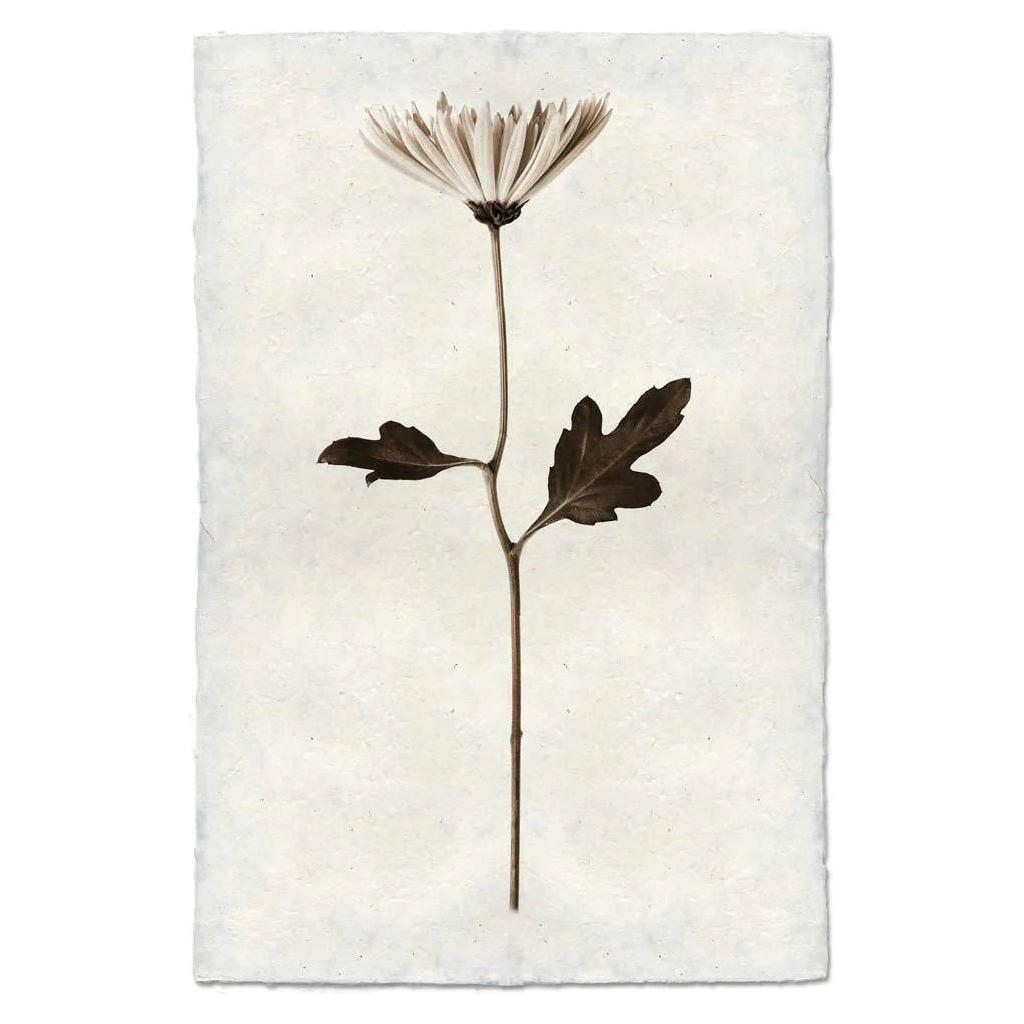 A minimalist illustration of a single, dried mum flower with a brown stem and wilted leaves and petals. The flower is centered against a plain, textured white background that evokes the feel of handmade paper from Nepal, creating a vintage, botanical aesthetic. The leaves are sparse and add to this unique image's charm.