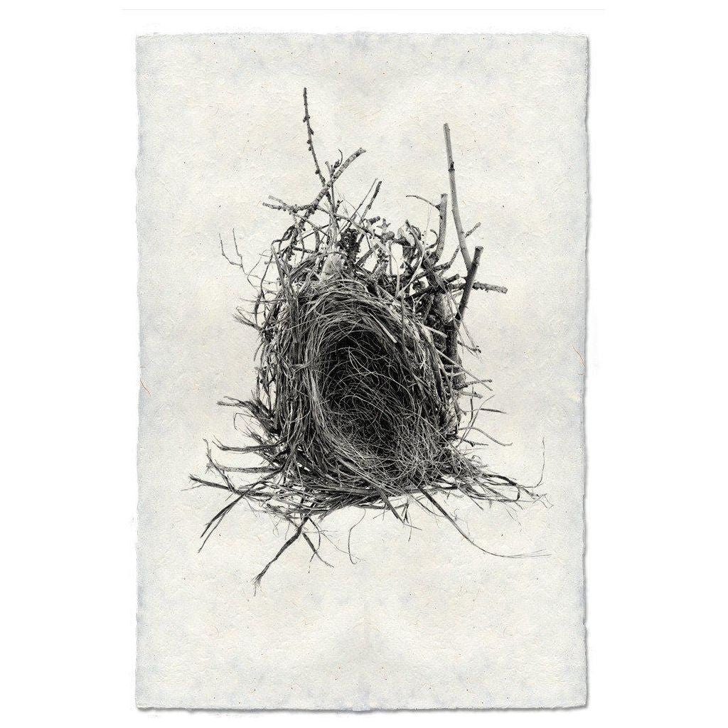 Nest (12)