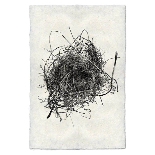 Nest (9)