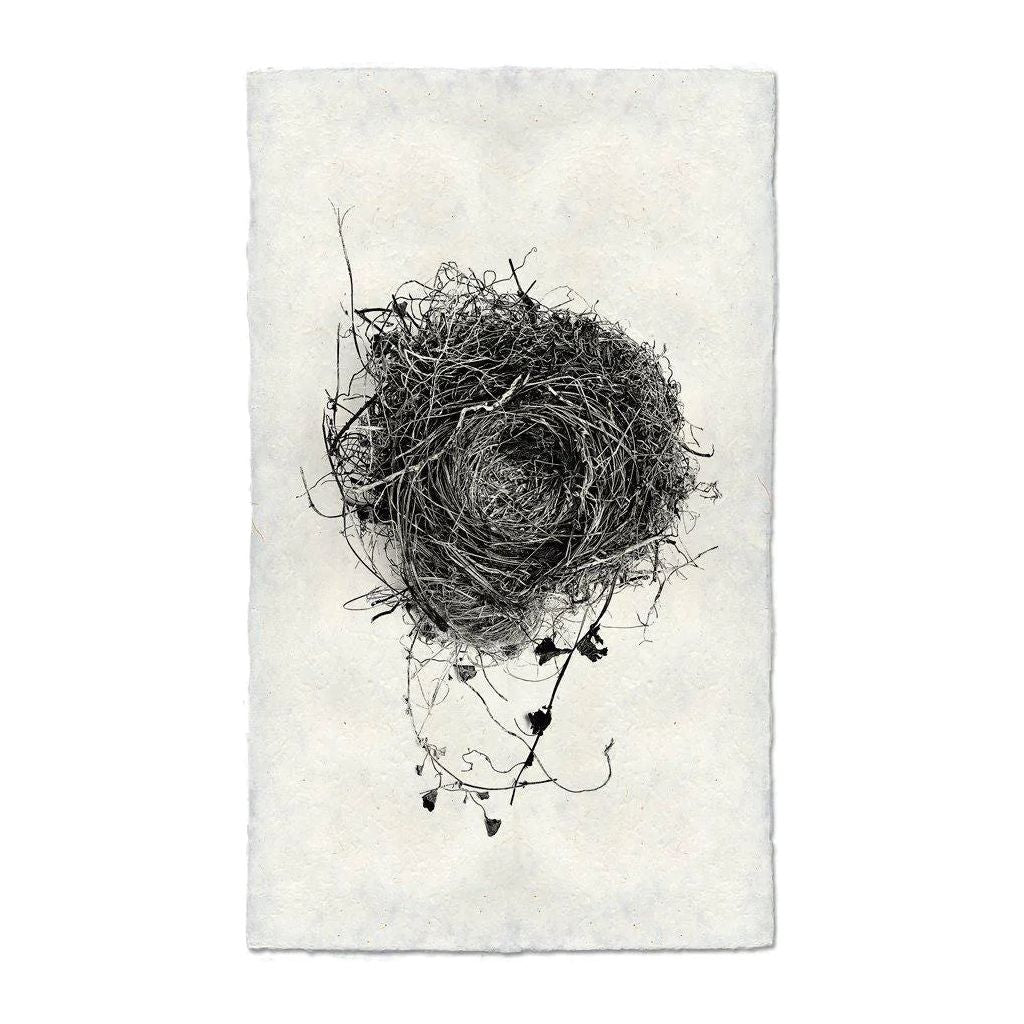 Nest (3)