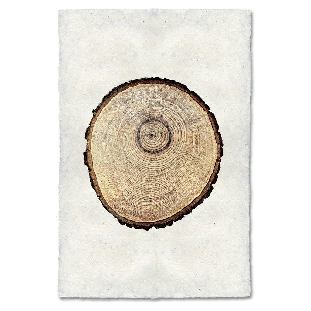 Tree Ring, Oak (2)