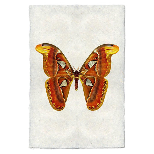 Papilionoidea (2)