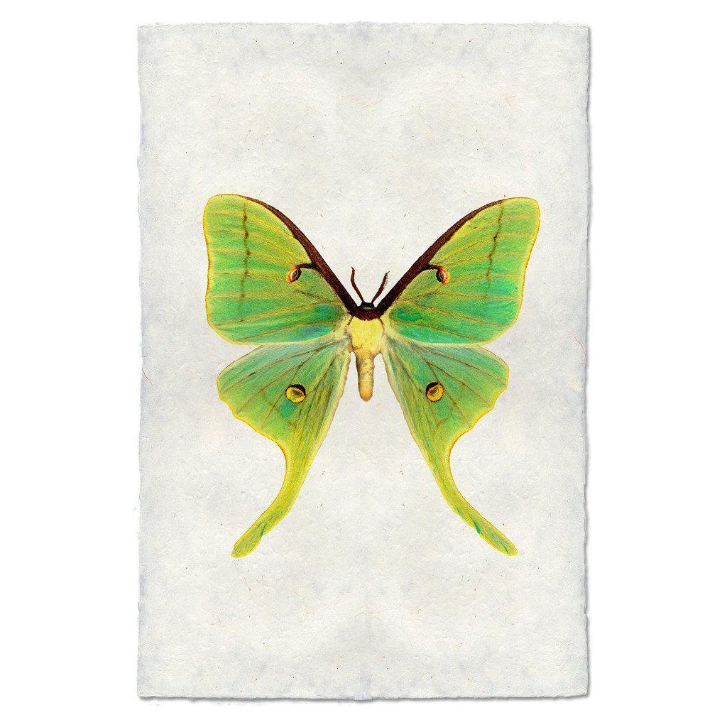 Papilionoidea (3)