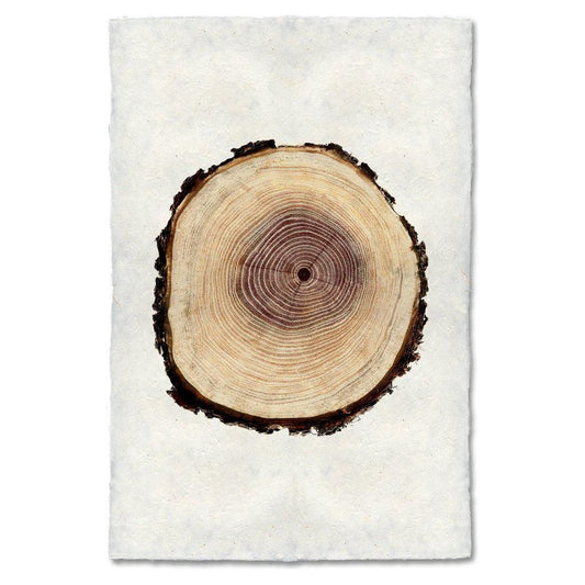 Tree Ring, Oak