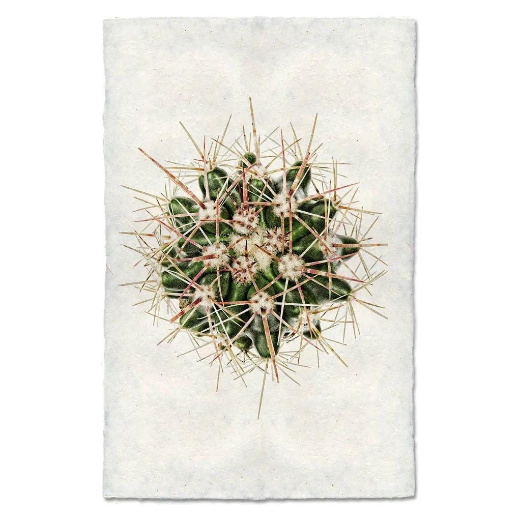 Red Thorn Cactus