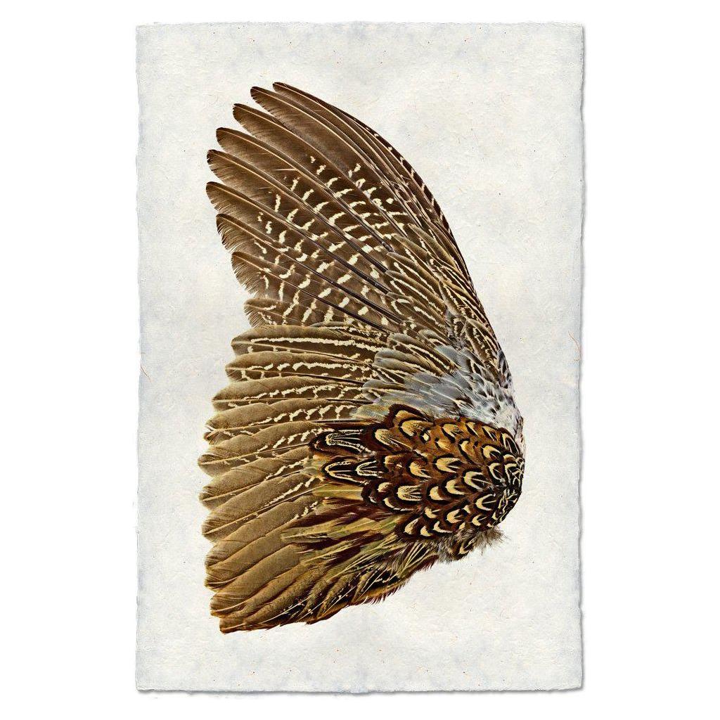 Illustration of a detailed left wing from the Grand, Ring Neck Pheasant, showcasing intricate brown and white feather patterns. Displayed against a textured cream background, this piece is rendered on archival quality English Watercolor Paper to accentuate its elegant structure and natural coloration.