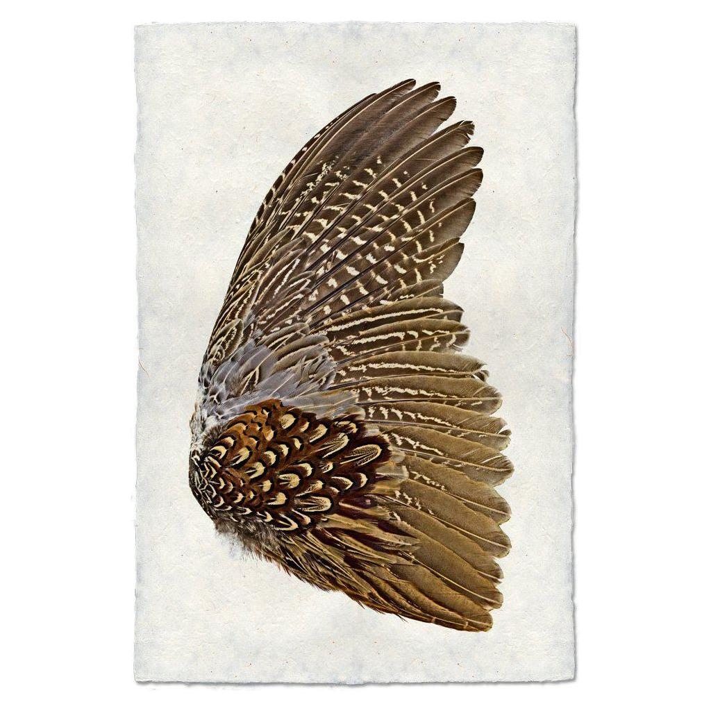 An intricate illustration titled "Grand, Ring Neck Pheasant (Right)" presents a bird's wing set against a white, textured background on handmade English Watercolor Paper. The wing features detailed patterns with a blend of brown, tan, and white hues. This meticulously crafted artwork highlights the natural beauty and complexity synonymous with Cuthbert's Mill creations.