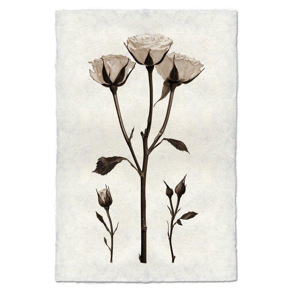 A sepia-toned botanical illustration of a product named "Roses," featuring three full blooms on a central stem along with several buds. The artwork is set against a handmade paper textured background, enhancing its vintage aesthetic akin to unique images from Nepal.