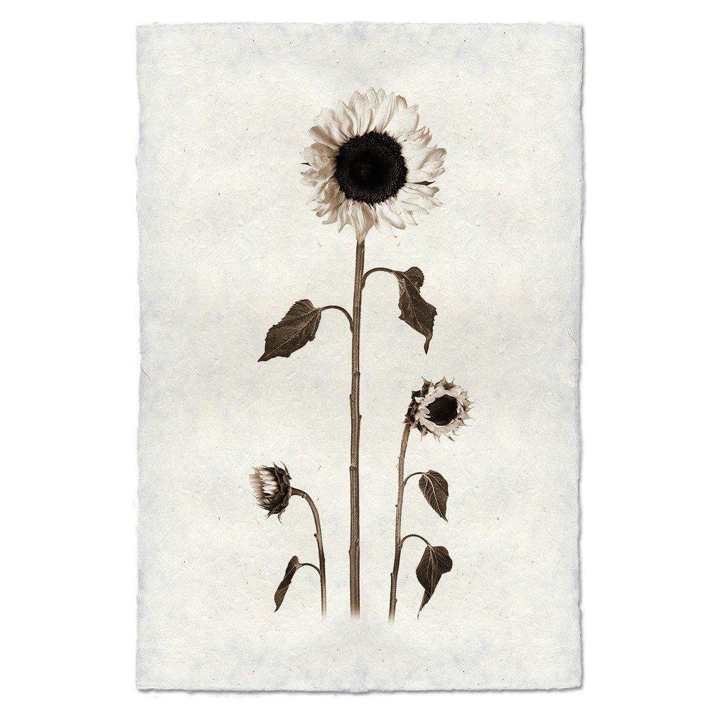 A sepia-toned illustration from the "Sunflowers" collection features three sunflowers on a textured, off-white background composed of handmade paper. The tallest sunflower is in full bloom, accompanied by two smaller ones gracefully curving to the left. Their elongated leaves droop slightly, contributing to a vintage botanical aesthetic with exceptional durability.