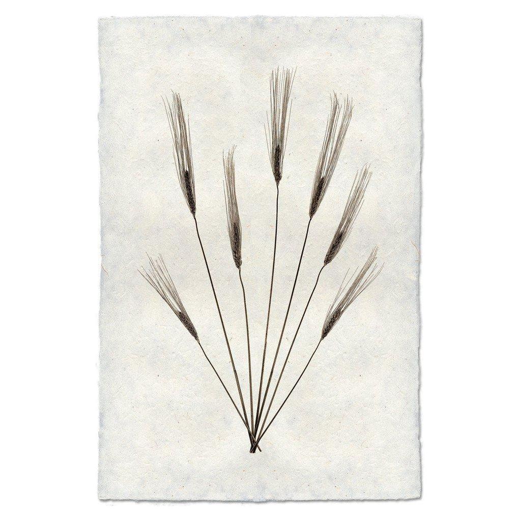 A botanical illustration of "Wheat (2)" featuring eight slender wheat stalks with long, feathery awns, elegantly spread out against a textured background of handmade paper from Nepal. The stalks are symmetrically arranged in a fan shape, creating a striking contrast between the earthy tones and the paper's subtle hue.